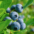 Becki Blue Blueberry Bush (2.5 Quart) Deciduous Fruit-Bearing Shrub - Full Sun Live Outdoor Plant