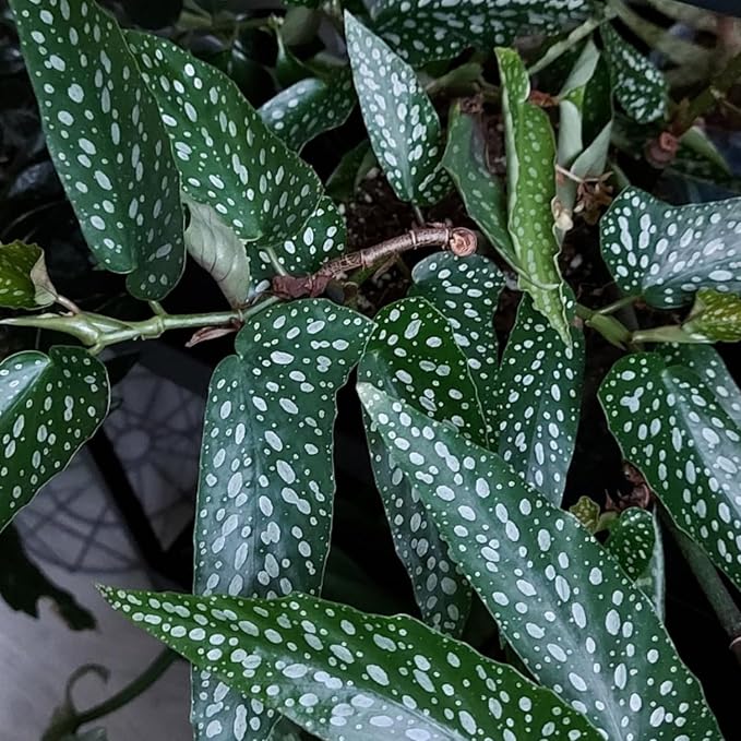 Trailing Begonia Plant Live, Rare Begonias Live Plant, 4-8 Inc Starter Indoor Outdoor Houseplant (Dot Angel Wing Begonia)