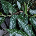 Trailing Begonia Plant Live, Rare Begonias Live Plant, 4-8 Inc Starter Indoor Outdoor Houseplant (Dot Angel Wing Begonia)