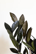 Black ZZ Live Plant by United Nursery 8–12 inchesTall in 6 inch Plant Pot, Easy Care Low Light Indoor House Plant for Office and Home Decor (6-inch)