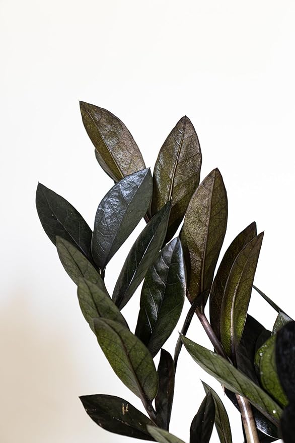 Black ZZ Live Plant by United Nursery 8–12 inchesTall in 6 inch Plant Pot, Easy Care Low Light Indoor House Plant for Office and Home Decor (6-inch)