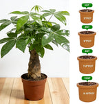 All-Natural Money Tree Soil & Indoor Potting Mix 4QT - Drainage-Enhanced Plant Soil for Healthy Indoor Plants