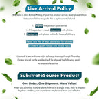 SubstrateSource Cryptocoryne Live Aquarium Plants - Freshwater Plant for Aquariums, Planted Fish Tanks - Beginner Friendly (Balansae, 5 Pots (20-25 Plants))