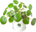 Dr. Lu’s Organic Chinese Money Plant (Pilea Peperomioides) | Rooted Friendship/UFO Plant | Rare House Plants for Good Fortune | Live Plants in 6'' Nursery Pot