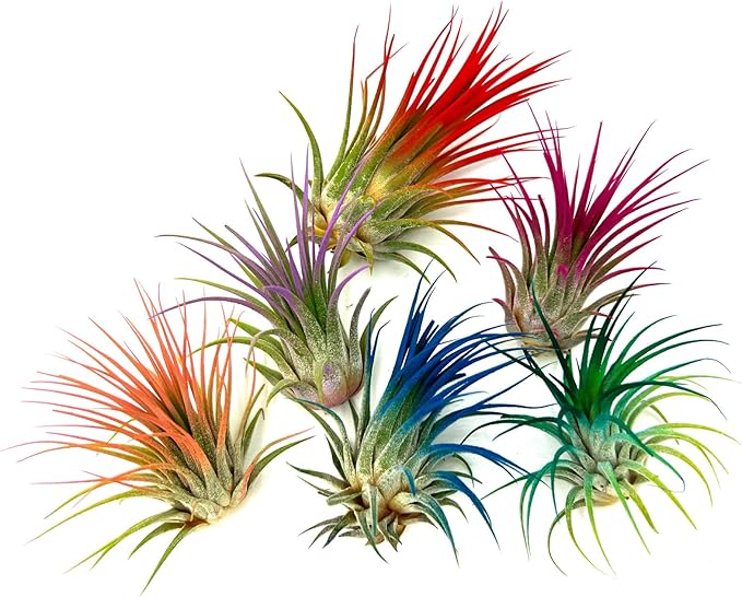 ragnaroc Air Plants - Tillandsia Ionantha, Regular 2-3" - 1ct - Organically Enhanced Color - Live Arrival Guaranteed - House Plants for Home Decor & Gift, Jule Red