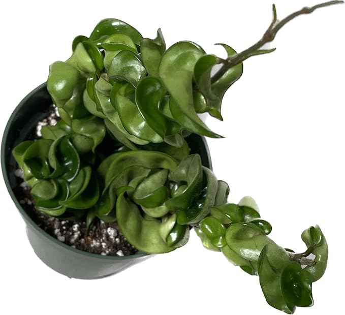 Hoya Compacta 2 Plants in a 4" Pot aka Hoya Hindu Rope Plant or Hoya Krinkle Kurl - Hoya Plant Live Houseplants - Live Hoya Plant - Hoya Compacta Live Plant - Air Purifying Plant - Pet Friendly Plant