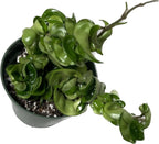 Hoya Compacta 2 Plants in a 4" Pot aka Hoya Hindu Rope Plant or Hoya Krinkle Kurl - Hoya Plant Live Houseplants - Live Hoya Plant - Hoya Compacta Live Plant - Air Purifying Plant - Pet Friendly Plant