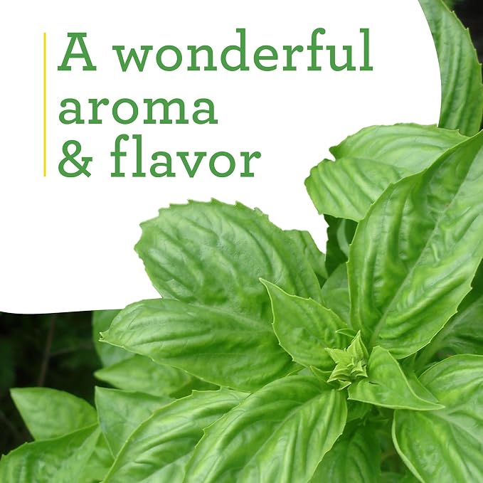 Bonnie Plants Sweet Basil Plug, Live Plant, for Salads, Drinks, Asian and Italian Dishes, Full Sun, 3 Cubic in., 6 Pack