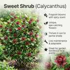 Sweet Shrub Live Plant, 12-18 Inch Tall in 4" Pot, Calycanthus Floridus Fragrant Flowering Shrub, Vigorous Growth Habit Plant