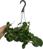 Variegated Hoya Obovata Spalsh Available in 2" Pot, 4" Pot, and 6" Hanging Pot - Hoya Live Plants Live Houseplants - California Seller (4" Pot, 1 Plant)