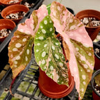 Trailing Begonia Plant Live, Rare Begonias Live Plant, 4-8 Inc Starter Indoor Outdoor Houseplant (Pink Leaf with White Spots Begonia)