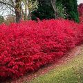 Dwarf Burning Bush Live Plant in Quart Pot, Red Burning Bush Shrubs for Outdoor Planting, 6 to 10 Inches Tall, Perennial Vibrant Bushes