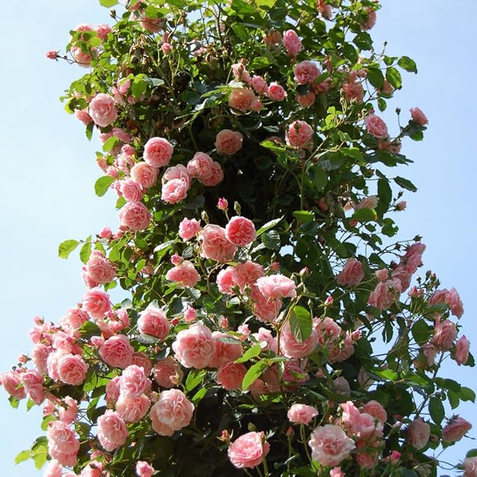 Pearly Gates Peachy Climbing Rose Live Plant, Can Grow As Rose Bushes Shrubs, Fragrant Ready to Plant, Starter Size, 5 to 10 Inc Tall, Dormant in Winter