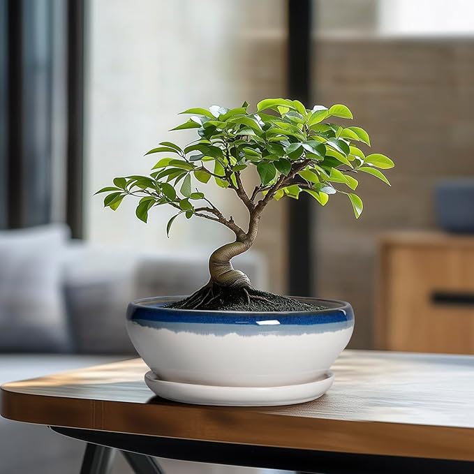 SQOWL Bonsai Pots Ceramic - 8 Inch Succulent Planters Indoor, Succulent Pot with Drainage Hole and Tray, Shallow Ceramic Plant Pot Outdoor, Round Bowl Planter, Porch Decor, Gardening Gift, Blue-Beige