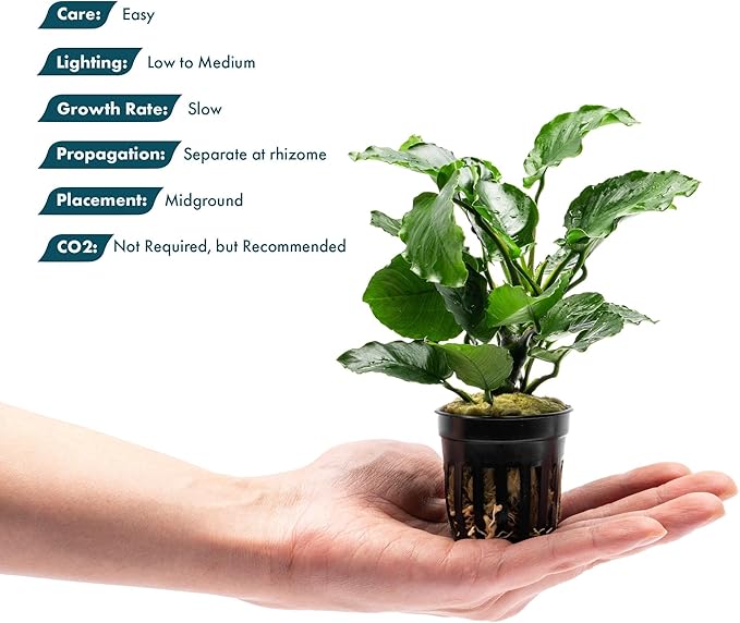 SubstrateSource Live Jungle Plants - Anubias Emerald Bloom (Anubias barteri) - Compact Epiphytic Rhizome Plant for Midground Freshwater Aquascapes, Emerald Green Accent - Pot