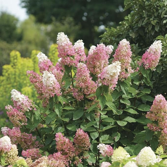 Hydrangea Live Plant, 6-12 Inch Tall, Hardy Flowering Shrub in 2.5" Pot, Outdoor Garden Hydrangea Bush (Pink Hydrangea)