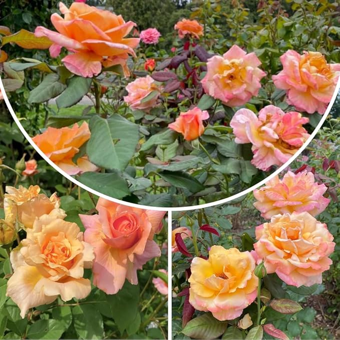Rose Live Plant, Roses Flower Plant, Fragrant Flower for Planting, 4-6 Inches Tall, Bush Shrub Plants, Well Rooted, Ready to Grow (Orange Pink Rose)