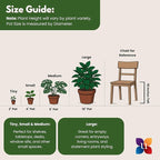 White Bird of Paradise Live Plant by United Nursery, Strelitzia Nicolai 32–36 inches Tall, 10 inch Plant Pot, Large Indoor House Plant for Office, Patio and Home Decor