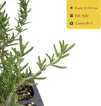 3 Creeping Rosemary in 2.5” Nursery Cubes (Rosmarinus officinalis ‘Prostratus’) | Evergreen Aromatic Groundcover Herb for Rock Gardens, Walls & Containers | Ready-to-Plant Live Starter Plants