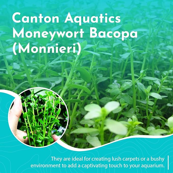 Live Aquarium Moneywort Bacopa (Monnieri) Plants - Long Lasting & Easy to Maintain - Removing Excess Nitrates - Promote High Water Quality - Stunning Appearance - Bunch