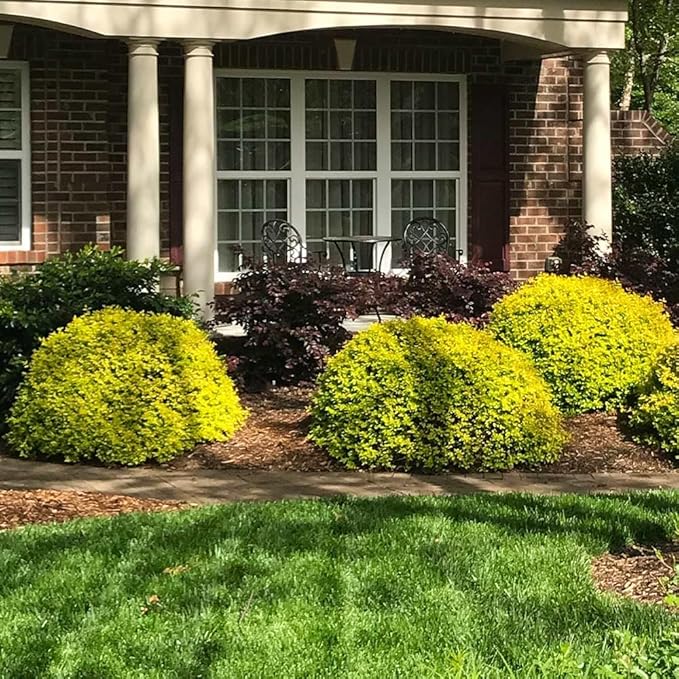 Brighter Blooms - Southern Living® Sunshine Ligustrum Shrub, 3 Gallon - No Shipping to AK, AZ, HI, OR, PA