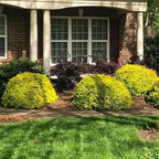 Brighter Blooms - Southern Living® Sunshine Ligustrum Shrub, 2 Gallon - No Shipping to AK, AZ, HI, OR, PA