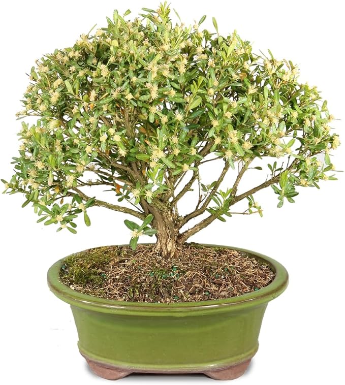 Brussel's Bonsai Live Harland Boxwood Bonsai Tree - Medium, 5 Years, 8 to 12 Inches Tall - Outdoor Bonsai Tree with Ceramic Bonsai Pot