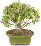 Brussel's Bonsai Live Harland Boxwood Bonsai Tree - Medium, 5 Years, 8 to 12 Inches Tall - Outdoor Bonsai Tree with Ceramic Bonsai Pot