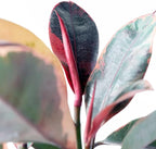 Ruby Ficus Rubber Plant - Live Plant in a 2 Inch Pot - Ficus Elastica 'Ruby' - Stunning Easy Care Interior Houseplant