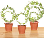 Hoya Trellis 3 Size Indoor Plants Flower Support Stakes Round or Heart Metal Trellis Set Garden Tool Accessories for Small Potted Vine Climbing Houseplants (GoldenC)