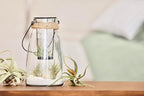 Tillandsia Air Plants Live Indoor Plants (12PK), Airplants Variety Live Plant Kit, Tropical Plants Live Houseplants, Air Plant Live Succulents Plants Live Plants Indoor House Plants by Plants for Pets