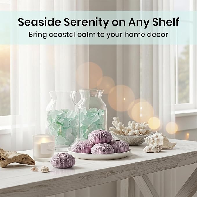 Nautical Crush Trading Sea Urchins Shells for Air Plants - 12 Purple (1.5-2.5") Sea Urchin Shells - Hanging Air Plant Holder - Air Plants Live Holders - Air Plant Pot - No Plants Included