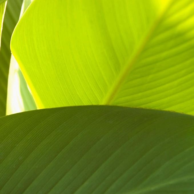 Canna 'Golden', a Great Live Pond Plant for Your Water Garden. Filters koi and Goldfish Ponds. Good for Bogs, Plant Shelf or Shallow Water This marginal Aquatic is a Real Beauty