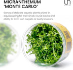 Ultum Nature Systems Micranthemum Monte Carlo Tissue Culture Live Plant for Aquarium, Aquascape, Freshwater Planted Fish Tanks - 100% Snail Free in Vitro