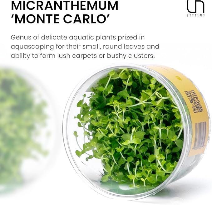 Ultum Nature Systems Micranthemum Monte Carlo Tissue Culture Live Plant for Aquarium, Aquascape, Freshwater Planted Fish Tanks - 100% Snail Free in Vitro