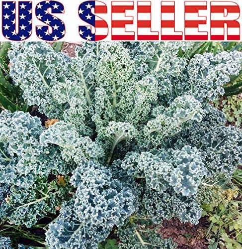 1000 Kale Mixed Seeds, This is a Mix Dwarf Blue Curled, Lacinato Dinosaur, Siberian Dwarf, Russian Red, Heirloom Non-GMO USA Grown Brassica oleracea
