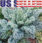 1000 Kale Mixed Seeds, This is a Mix Dwarf Blue Curled, Lacinato Dinosaur, Siberian Dwarf, Russian Red, Heirloom Non-GMO USA Grown Brassica oleracea