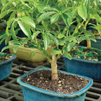Brussel's Bonsai Live Hawaiian Umbrella Bonsai Tree - Small, 3 Year, 4 to 7 Inches Tall - Indoor Bonsai Tree with Bonsai Pot and Bonsai Tray