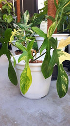 Philodendron Florida Beauty Variegated – 4" Live Plant | Rare Collector Aroid | Cream & Green Variegated Leaves | Tropical Indoor Houseplant