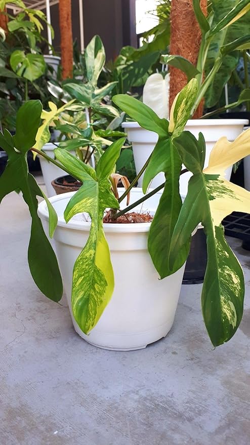 Philodendron Florida Beauty Variegated – 4" Live Plant | Rare Collector Aroid | Cream & Green Variegated Leaves | Tropical Indoor Houseplant