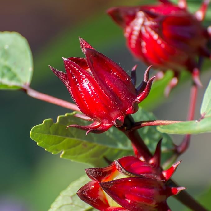 300+ Roselle Seeds for Planting - Hibiscus Sabdariffa, Jamaican Sorrel Seeds Cranberry Hibiscus, Red Roselle Seed for Flowers Tea & Jam Syrup, Warm Season Garden Flower Seed for Home Growing