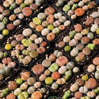 20 Multicolor Lithops Plants Live, Mix Lithops Succulents Plants Live, Rare Living Stones Indoor Outdoor Plant, Bare Root Without Pot and Soil