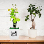 FOMIYES Artificial Moth Orchid Bonsai Plant, Desktop Faux Potted Flower with Green Plastic Leaves, Tabletop Simulated Orchid Decor for Home Office Living Room