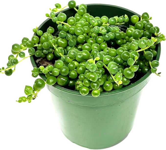3" String of Pearls Plant Live, Succulent Plants Live in Hanging Basket, Rare Houseplant for Home Office Wedding & Gift Decor (Heat Pack Included)