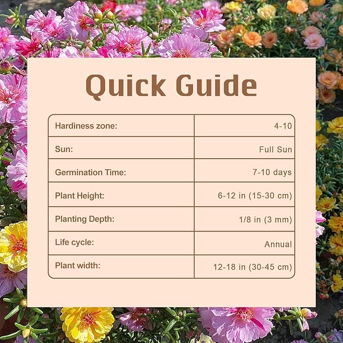 15000+ Portulaca Grandiflora Moss Rose Seeds Mixed Color Spreading for Planting Mexican Sun Rose Rock ROS Heat & Drought Tolerant Ground Cover Plant