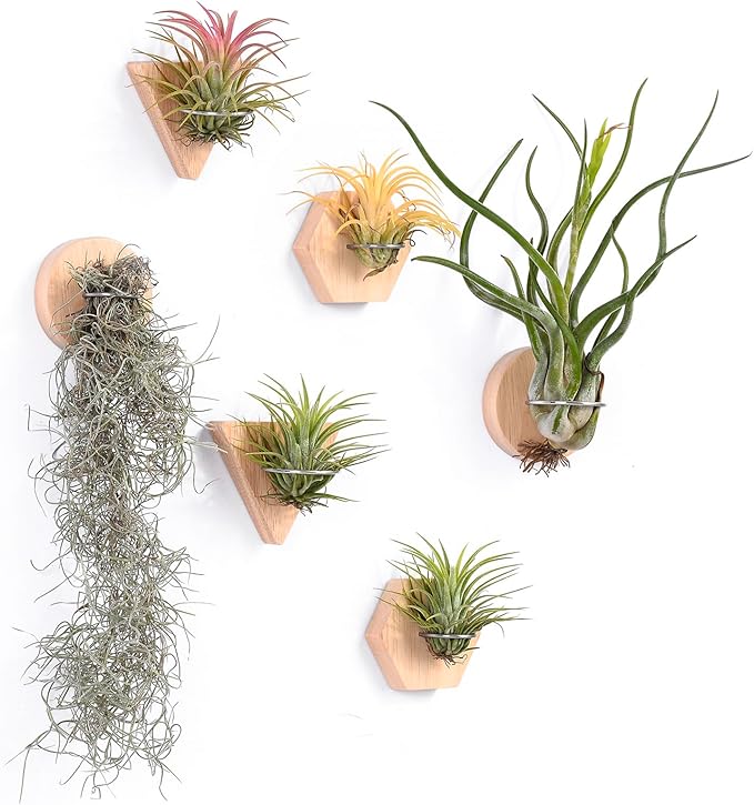 MITIME Air Plants Holders-Real Wood Live Air Plant Holders.Rustic Air Plant Stand,Wall-mounted to save space.(Plants not included)(Mix Set of 6)