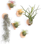 MITIME Air Plants Holders-Real Wood Live Air Plant Holders.Rustic Air Plant Stand,Wall-mounted to save space.(Plants not included)(Mix Set of 6)