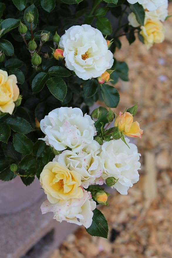 RedCrocus 'Popcorn Drift' Landscape Rose- Fragrant, Disease-Resistant Pink Blooms for Garden & Container, Pollinator-Attracting, Pet Safe Plant 3 Gallon