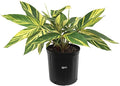 Nature's Way Farms Ginger Variegated Live Plant (25-30 in. Tall)