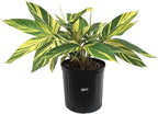 Nature's Way Farms Ginger Variegated Live Plant (25-30 in. Tall)